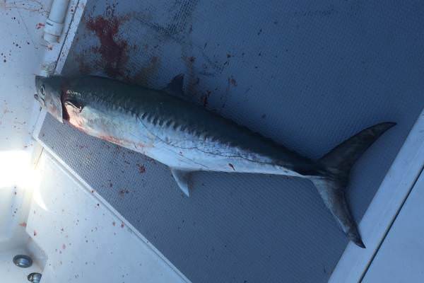 HOOK ME UP | FERRI MARINE photo